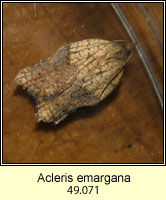 Acleris emargana