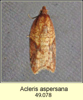 Acleris aspersana