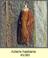 Acleris hastiana