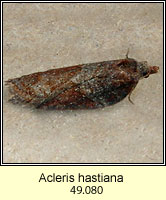 Acleris hastiana