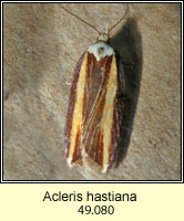 Acleris hastiana