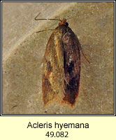 Acleris hyemana