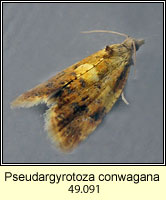 Pseudargyrotoza conwagana