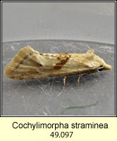 Cochylimorpha straminea