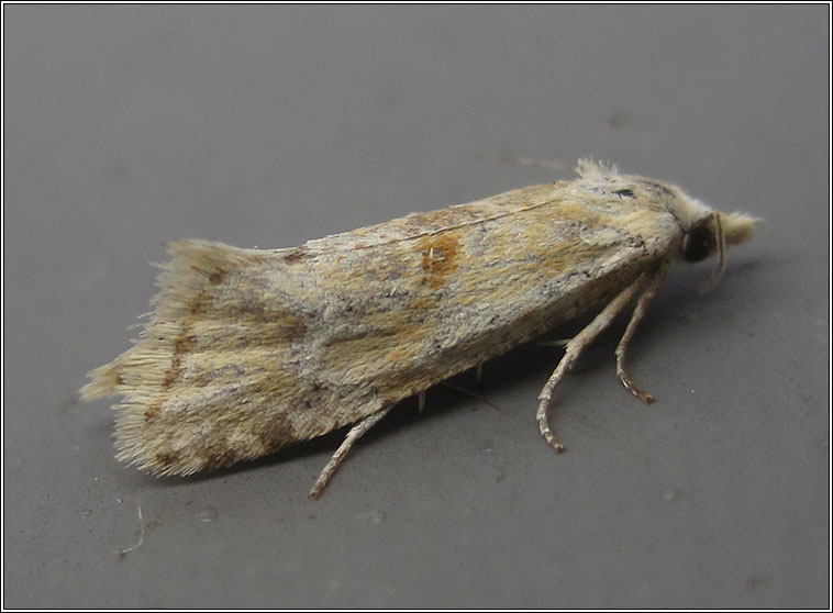 Cochylimorpha straminea