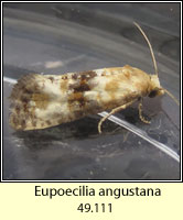 Eupoecilia angustana