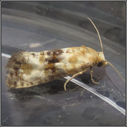 Eupoecilia angustana