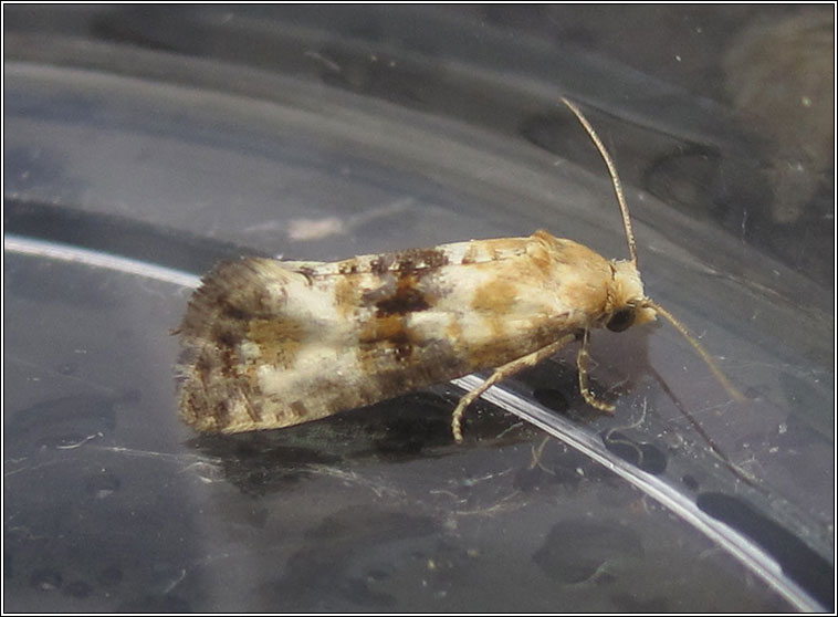 Eupoecilia angustana