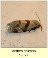 Aethes cnicana