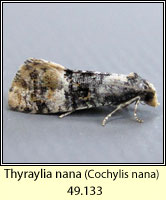 Thyraylia nana (Cochylis nana)