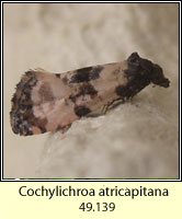 Cochylichroa atricapitana (Cochylis atricapitana)