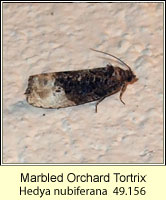 Marbled Orchard Tortrix, Hedya nubiferana