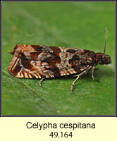 Celypha cespitana