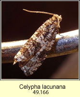 Celypha lacunana