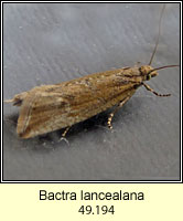 Bactra lancealana