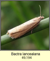 Bactra lancealana
