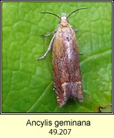 Ancylis geminana