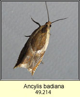 Ancylis badiana