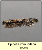 Epinotia immundana