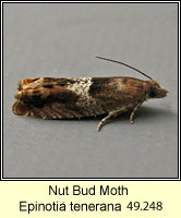 Nut Bud Moth, Epinotia tenerana