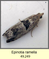 Epinotia ramella