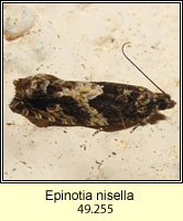 Epinotia nisella
