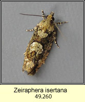 Zeiraphera isertana