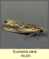 Eucosma cana