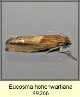 Eucosma hohenwartiana