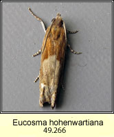 Eucosma hohenwartiana