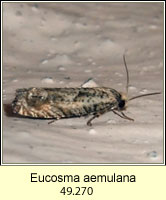 Eucosma aemulana