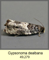 Gypsonoma 

<a href=