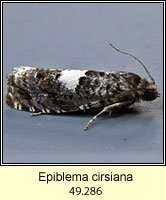 Epiblema cirsiana