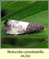 Notocelia cynosbatella (Epiblema cynosbatella)