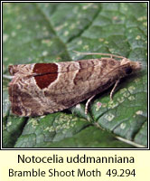 Bramble Shoot Moth, Notocelia uddmanniana (Epiblema uddmanniana)