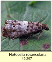 Notocelia rosaecolana (Epiblema rosaecolana)