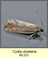 Cydia ulicetana