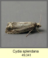 Cydia splendana