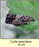 Cydia splendana