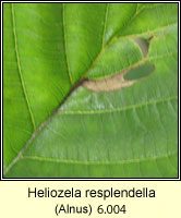 Heliozela resplendella