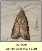 Bee Moth, Aphomia sociella