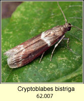 Cryptoblabes bistriga