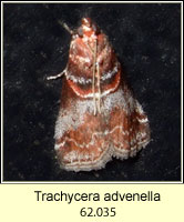 Trachycera advenella