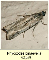 Phycitodes binaevella