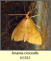 Anania crocealis (Ebulea crocealis)