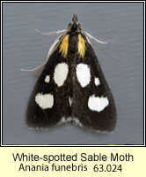 White-spotted Sable Moth, Anania funebris