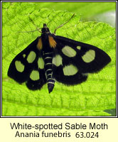 White-spotted Sable Moth, Anania funebris