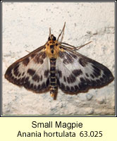 Small Magpie, Anania hortulata (Eurrhypara hortulata)