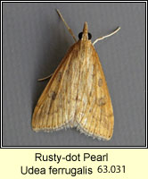 Rusty-dot Pearl, Udea ferrugalis