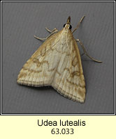 Udea lutealis